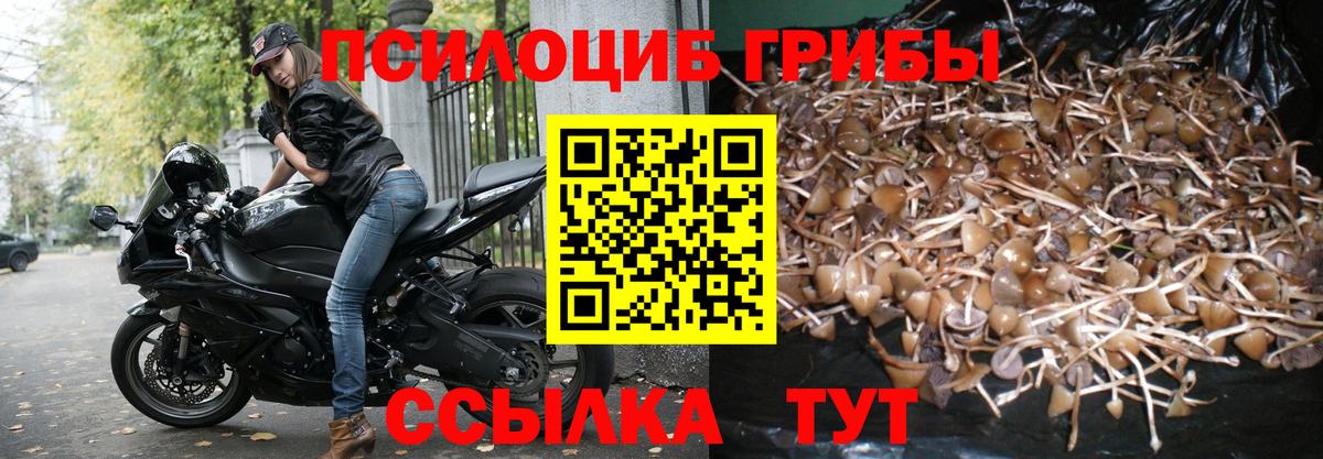 Галлюциногенные грибы GOLDEN TEACHER  Псилоцибиновые грибы GOLDEN TEACHER  Кувандык  где найти наркотики  Вход с VPN 